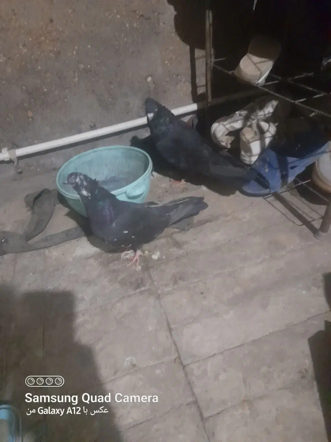 نرماده زاغودوتا تهرانی|پرنده|بیرانوند, |دیوار