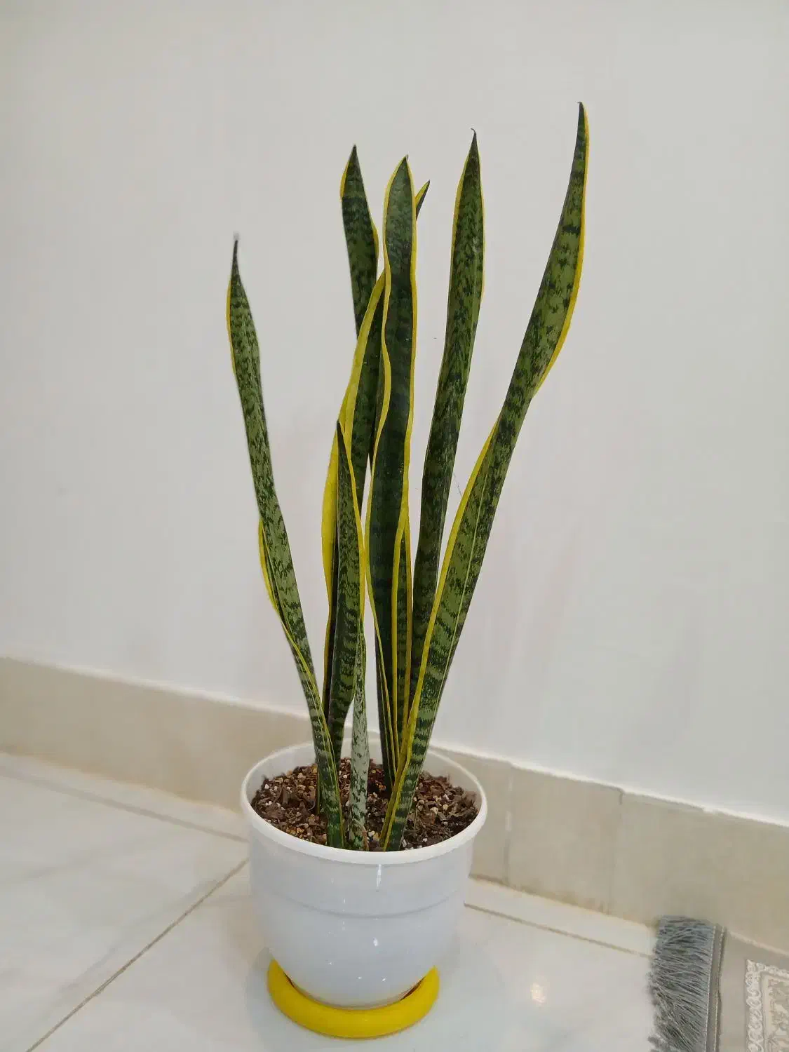 گل سانسوریا شمشیری بغل طلایی کمیاب|گل و گیاه طبیعی|خواف, |دیوار