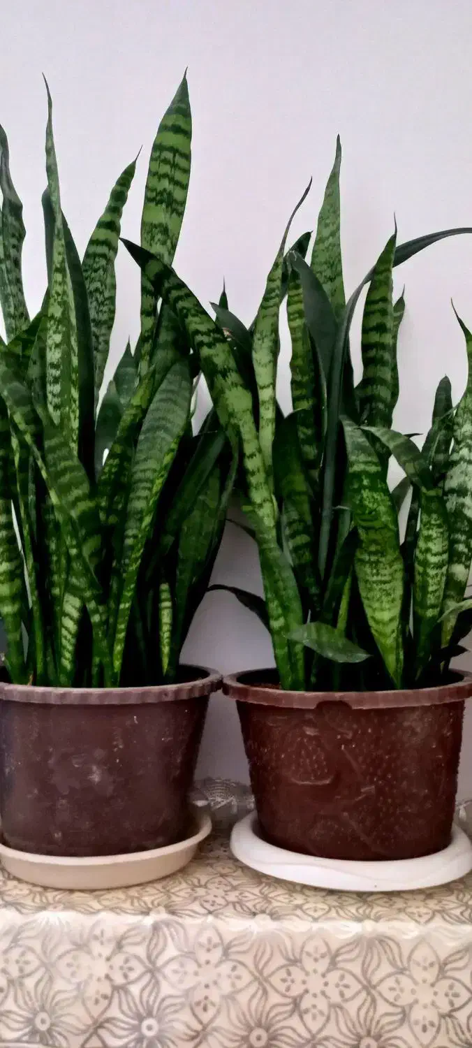 انواع گل ها|گل مصنوعی|اردبیل, |دیوار