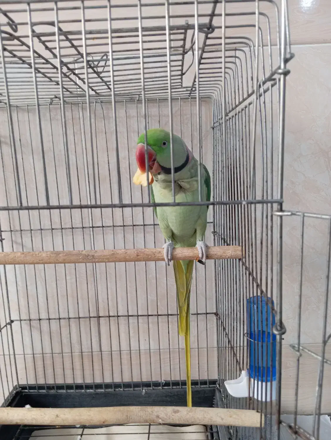 شاه طوطی دستی دستی|پرنده|قم, ولیعصر|دیوار