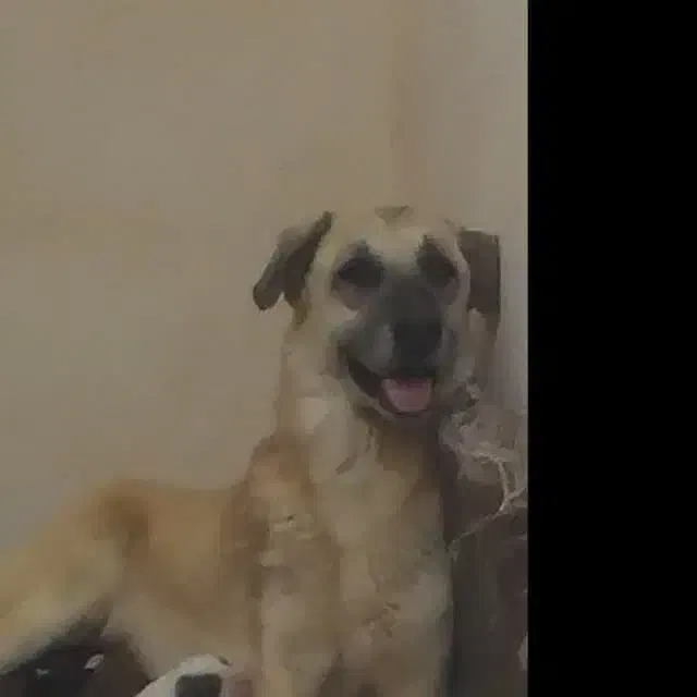 کته سرابی|سگ|شاهرود, |دیوار