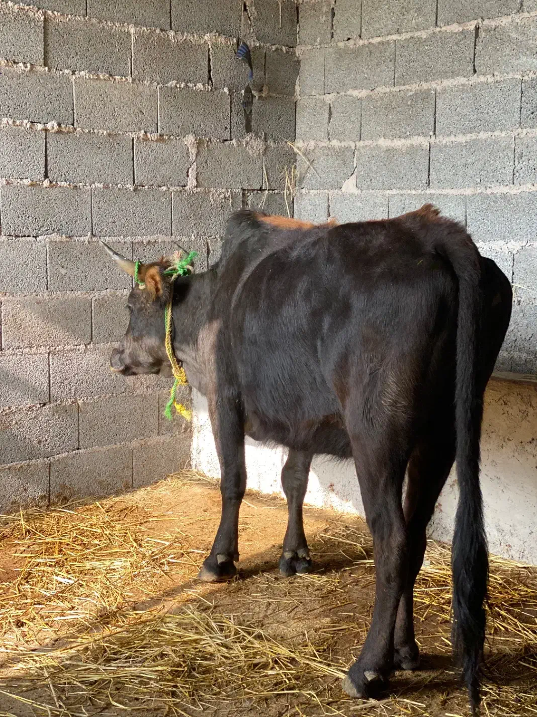 گاو شکم دار ۸ ماه جوان درشت|حیوانات مزرعه|ماسال, |دیوار