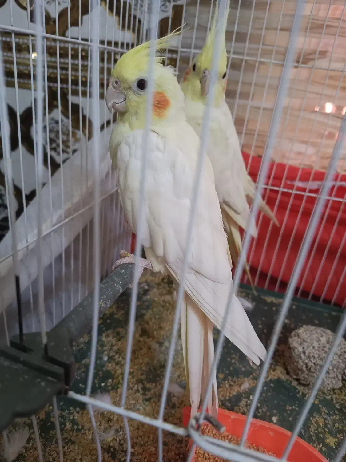 عروس هلندی|پرنده|مشهد, شهید آوینی|دیوار