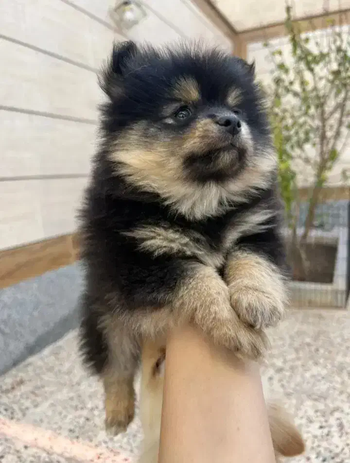 چهارعدد|سگ|خمینی‌شهر, |دیوار