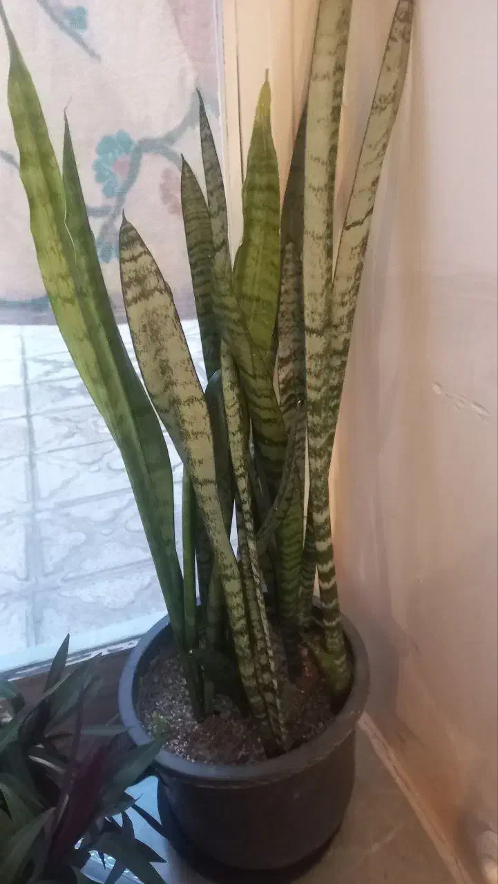 سانسوریا وزیپلین|گل و گیاه طبیعی|تبریز, |دیوار