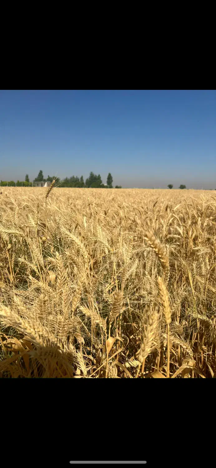 ۱/۵هکتار زمین بهر جاده اصلی دشت ابی|فروش زمین و ملک کلنگی|دشتابی, |دیوار