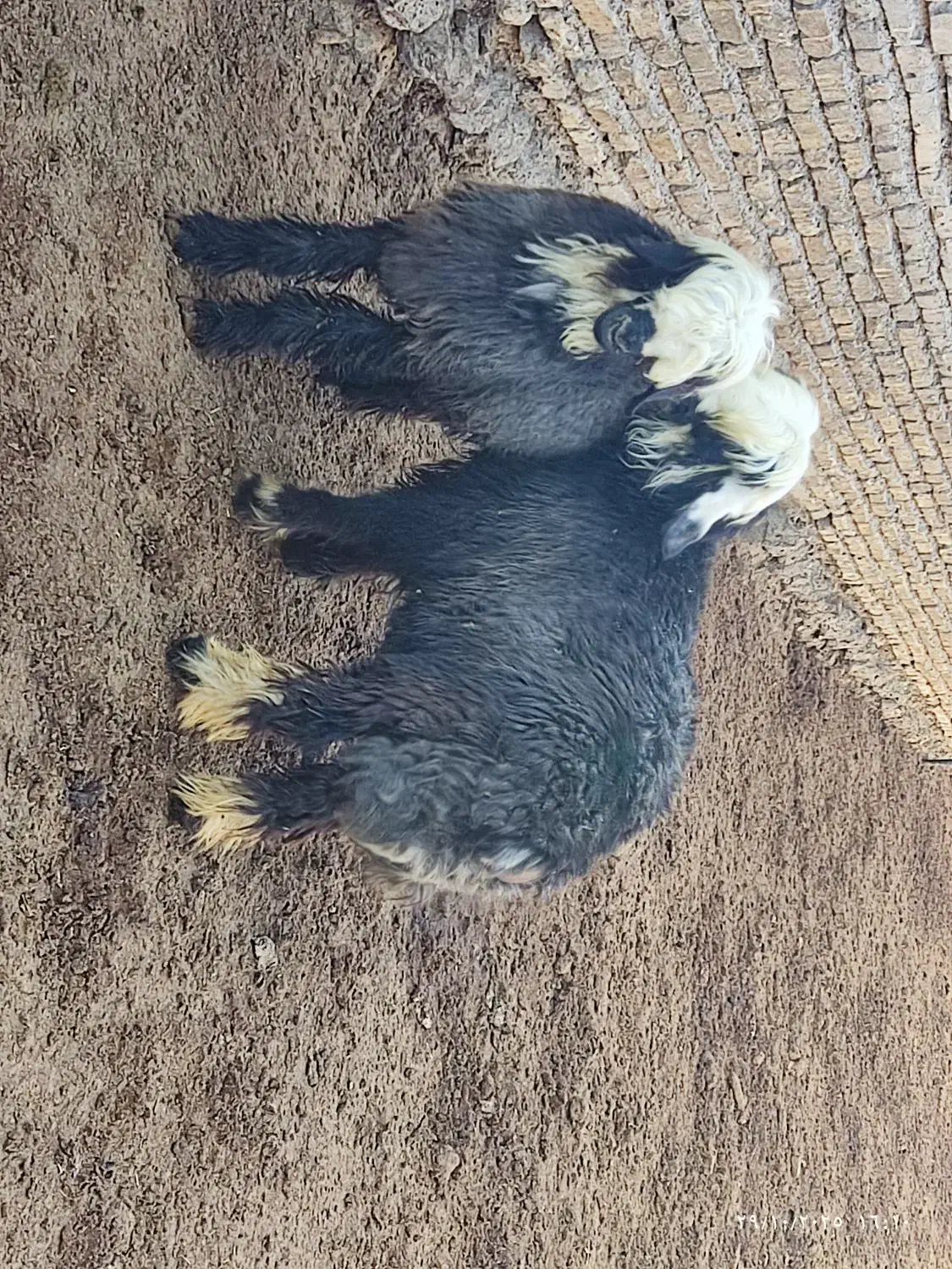 بره نر قوچی|حیوانات مزرعه|حسن آباد, |دیوار