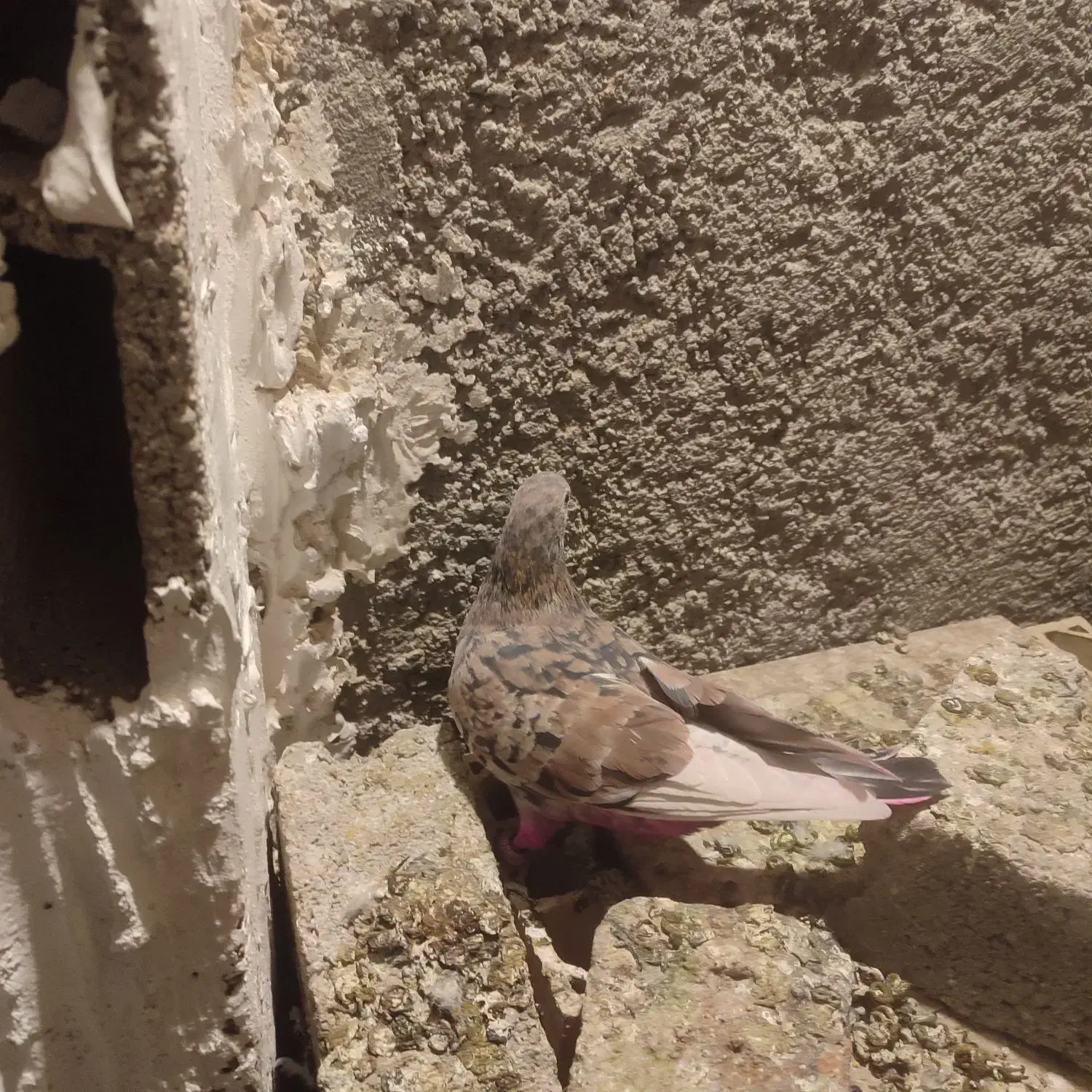 کبوتر سرور آتشی|پرنده|شهریار, شهرک وائین|دیوار