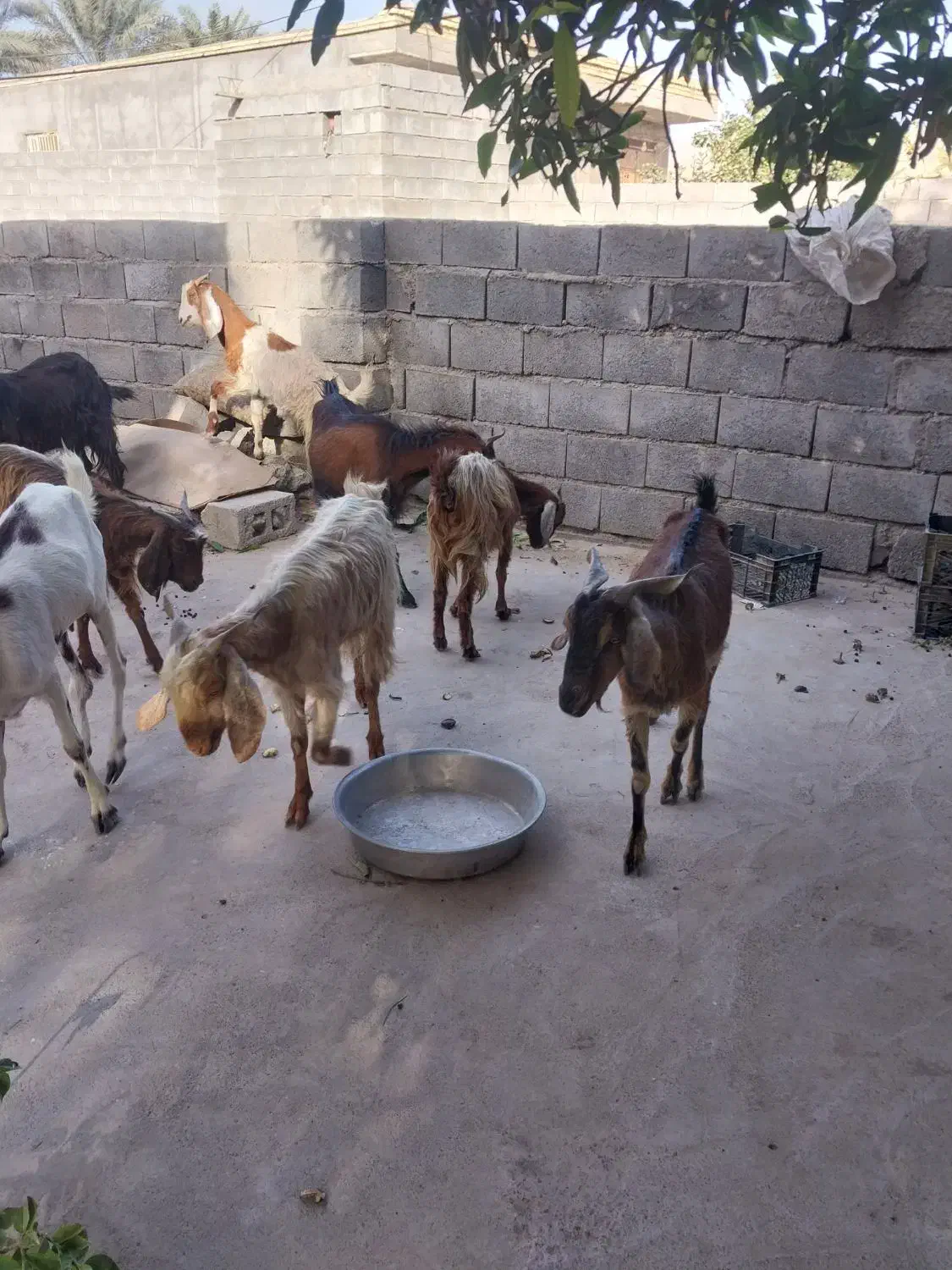 کهره فروشی|حیوانات مزرعه|میناب, |دیوار