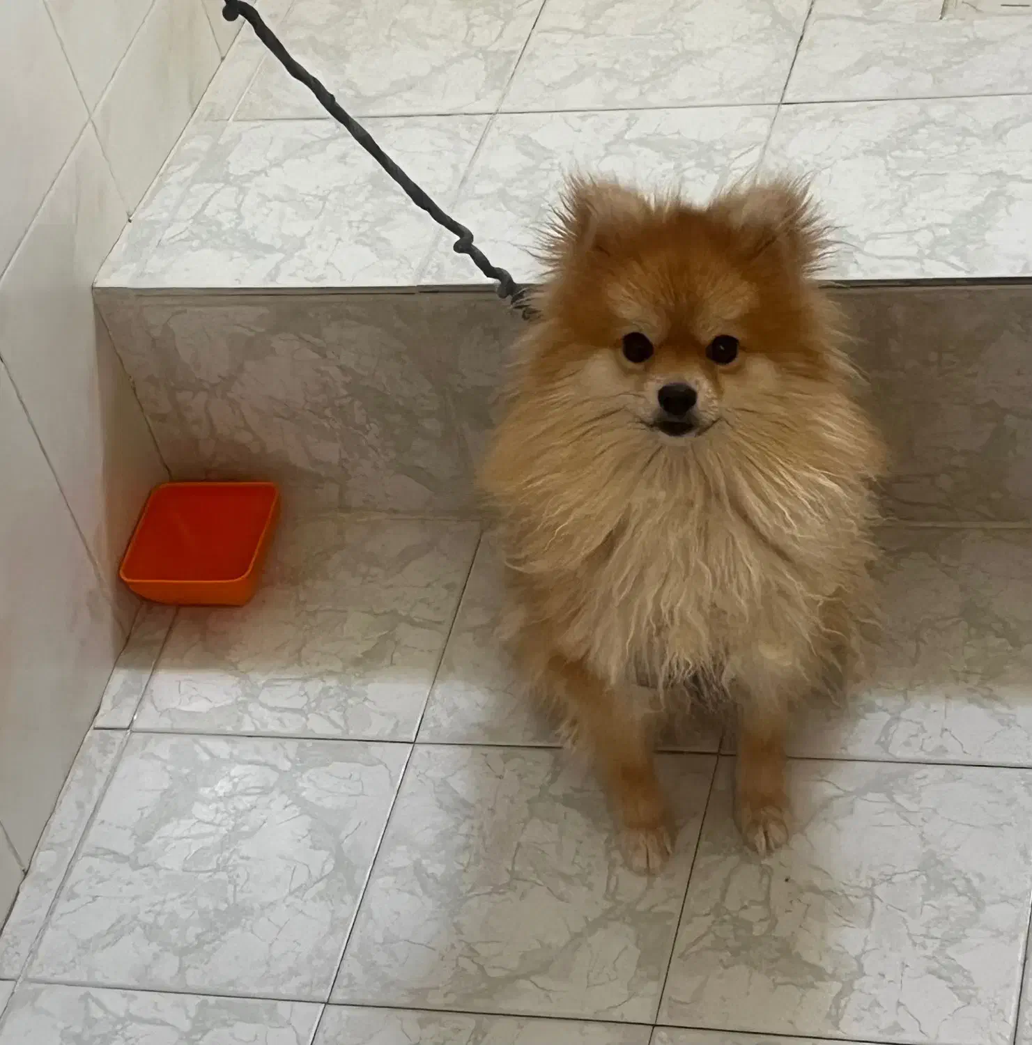 سگ پامر خرسی اصیل|سگ|اصفهان, بوستان آینه خانه|دیوار