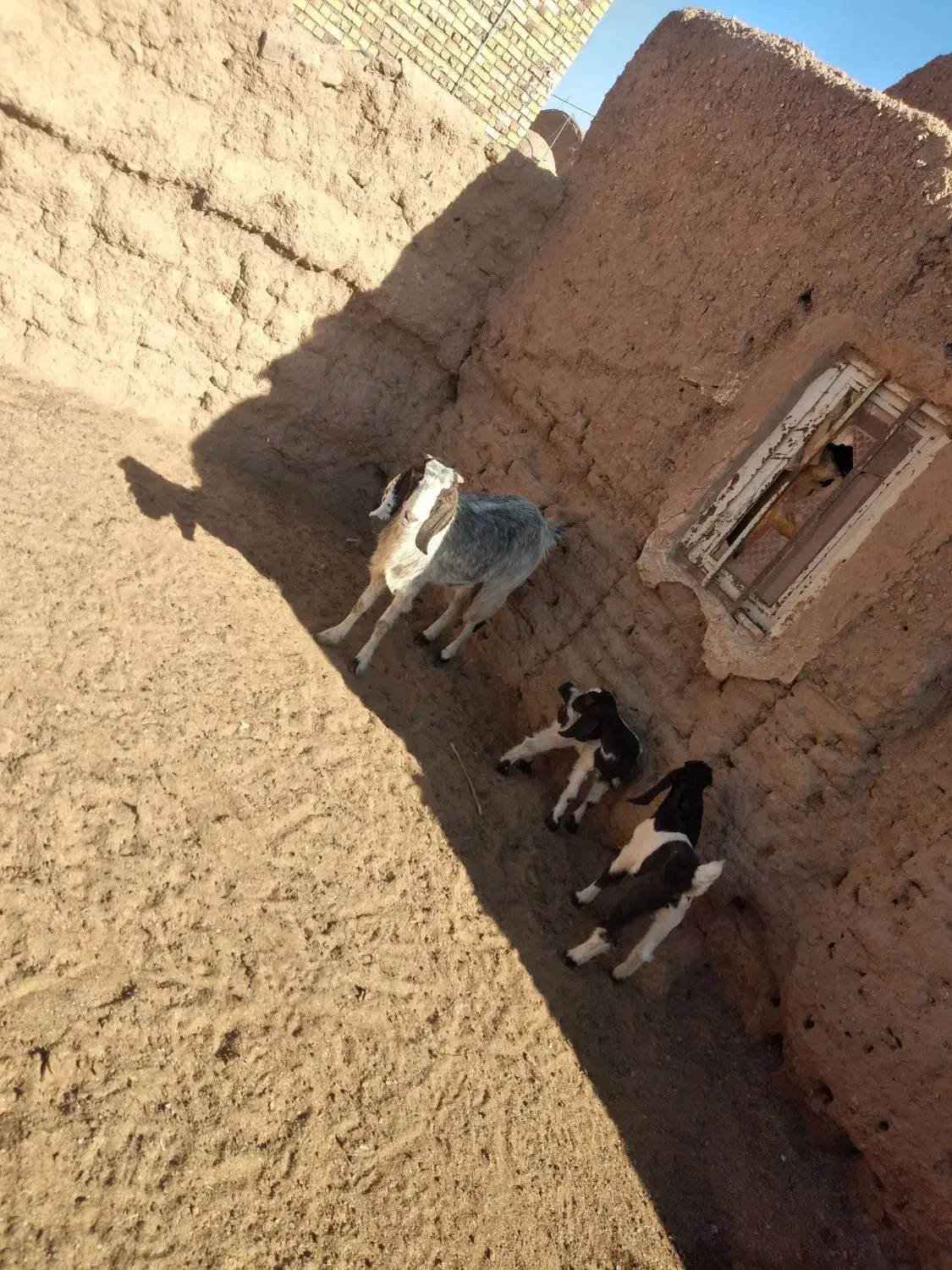 بز زاییده دوقلو|حیوانات مزرعه|بجستان, |دیوار