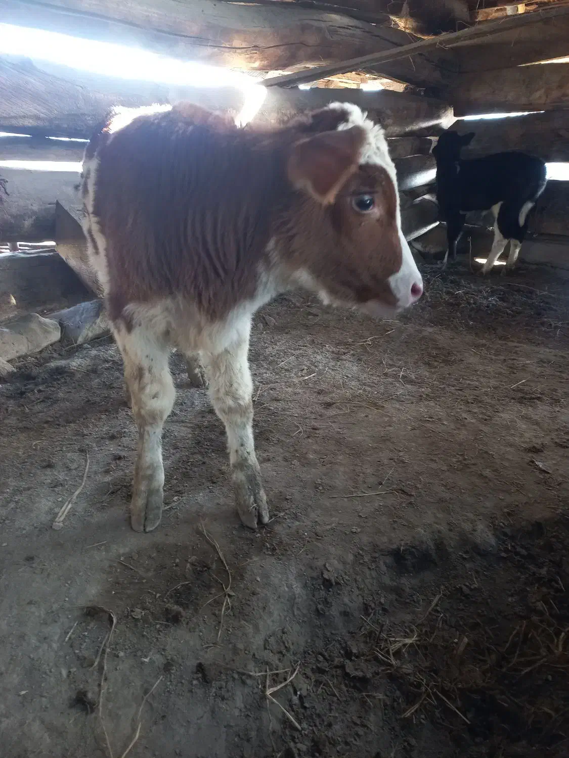 قصاب ماهر|حیوانات مزرعه|مشهد, ایثار|دیوار