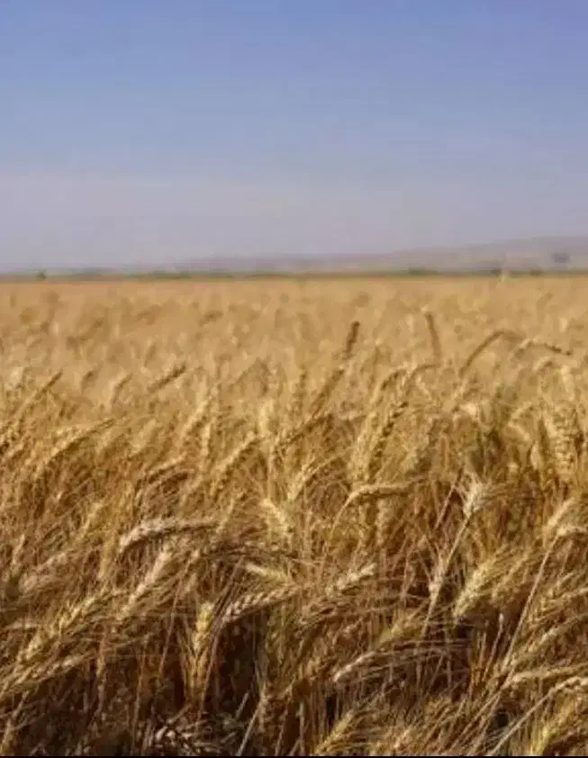 جو خوب|خدمات باغبانی و درختکاری|خلخال, |دیوار