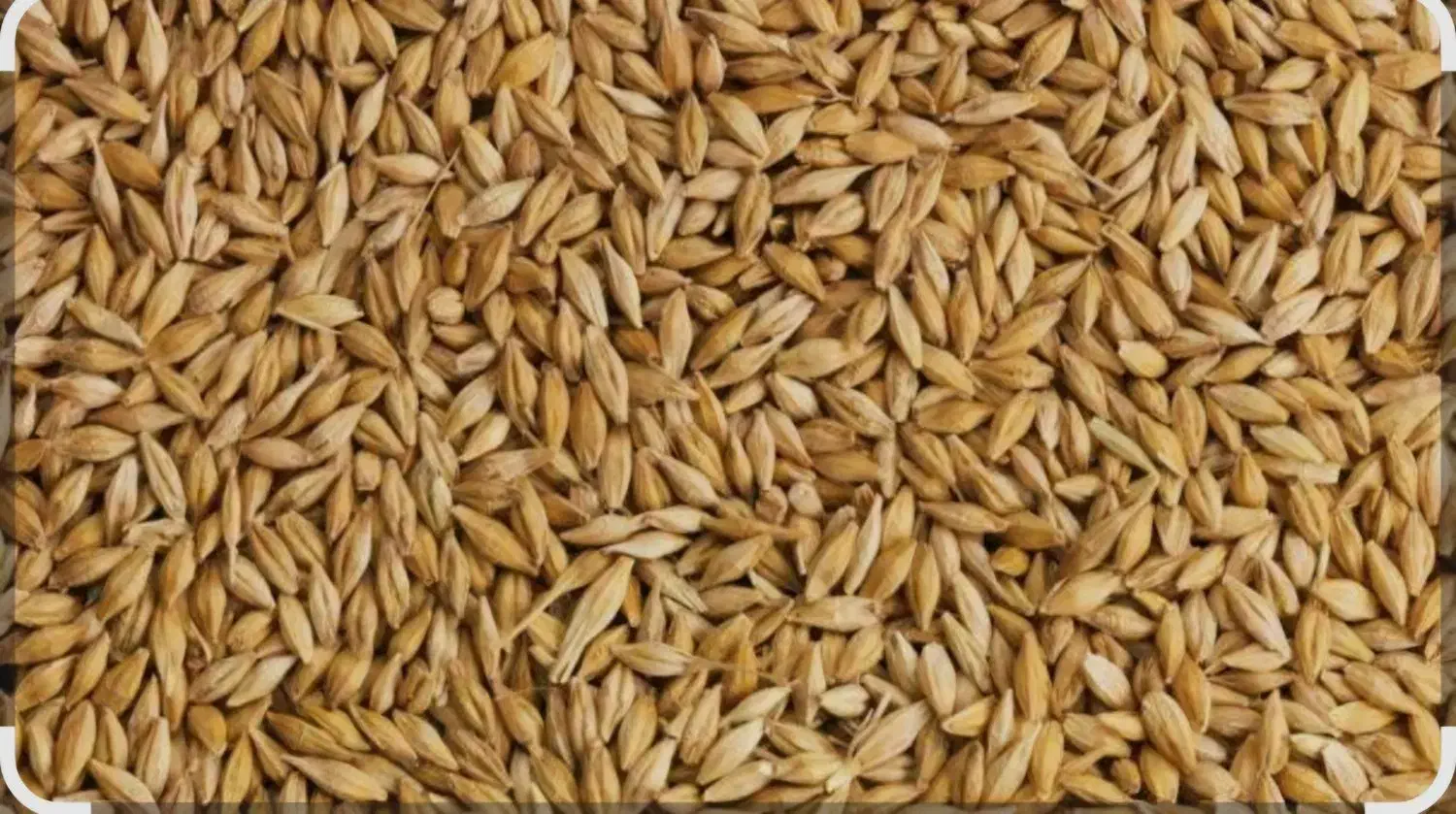 جو شهری|حیوانات مزرعه|مسجد سلیمان, |دیوار