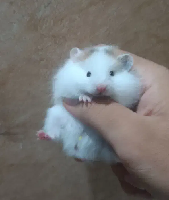 دوتا همستر تپل و دستی|موش و خرگوش|شیراز, شهرک سراج|دیوار