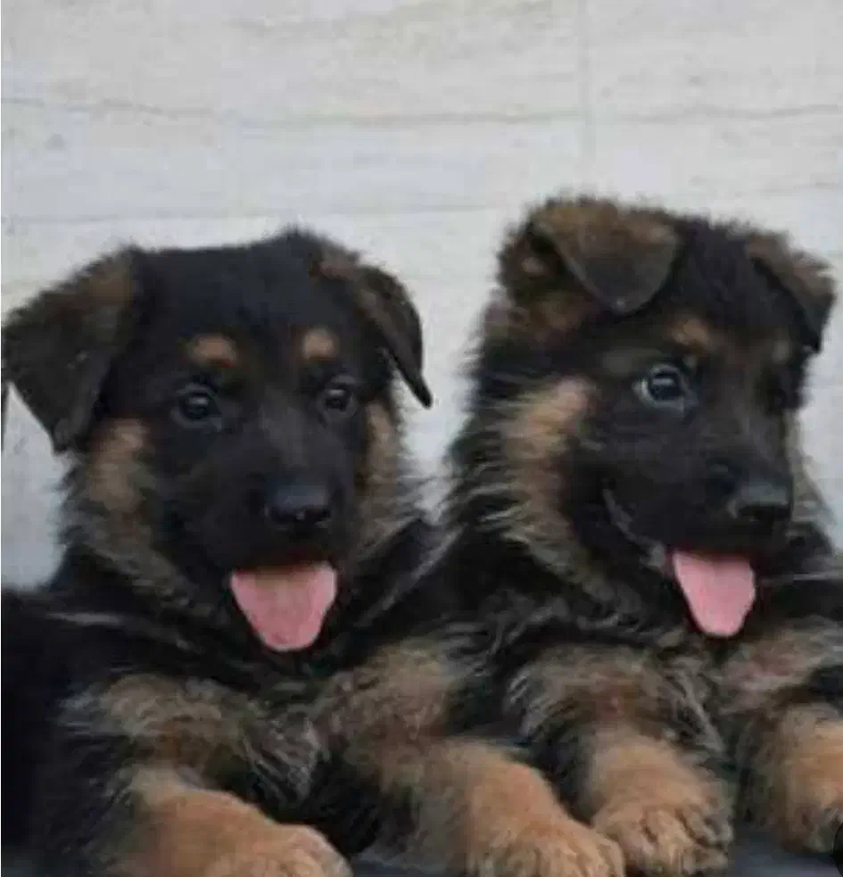 توله سگ ژرمن شپرد شولاین ماده|سگ|مشهد, وکیلآباد|دیوار