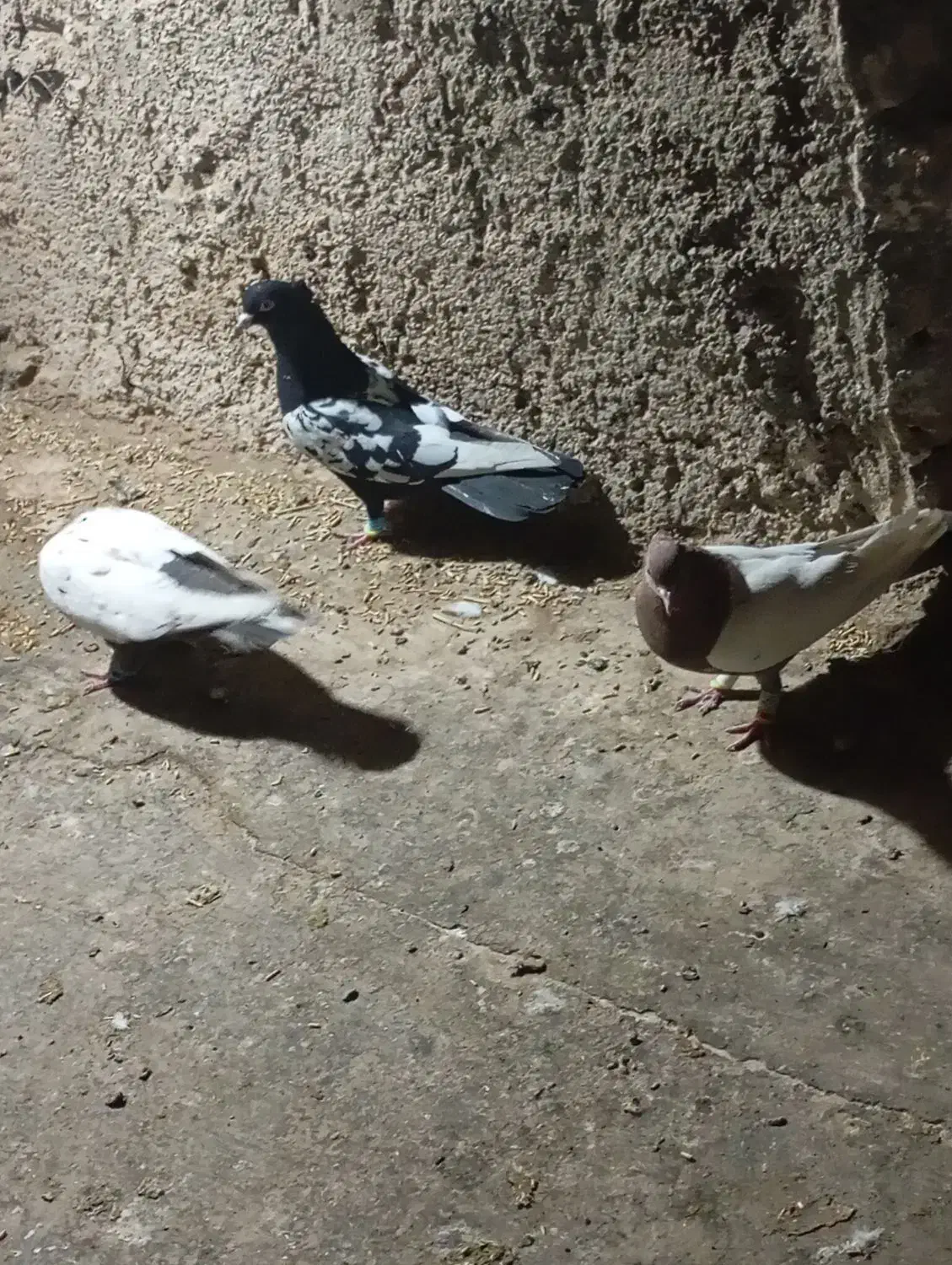 کبوتر رنگی به شرط پرش وجفت|پرنده|تاکستان, |دیوار