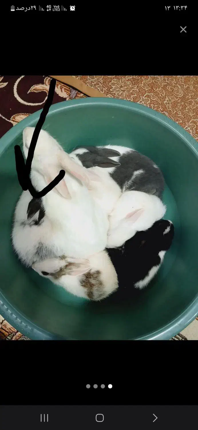 خرگوش خونگی|موش و خرگوش|دزفول, |دیوار