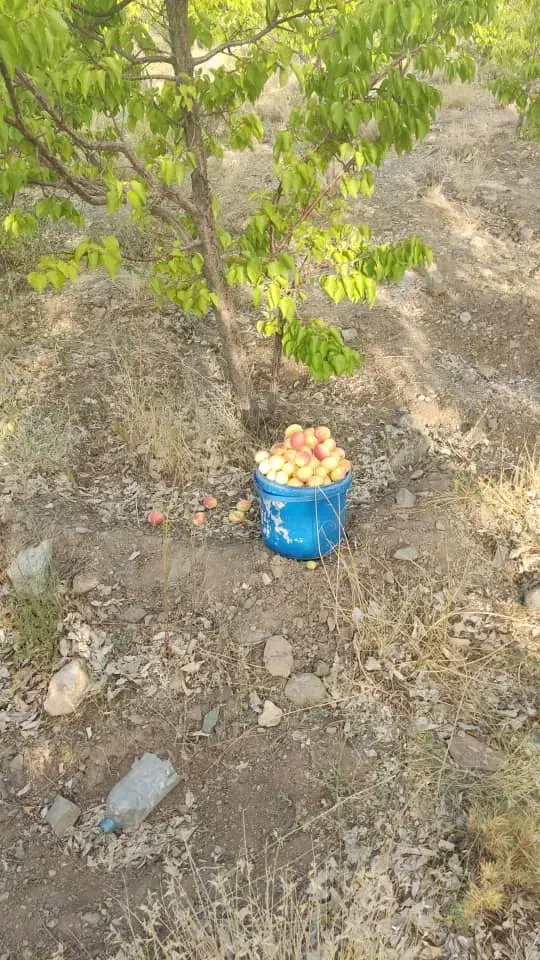 اجاره خانه|اجارهٔ خانه و ویلا|بردسیر, |دیوار