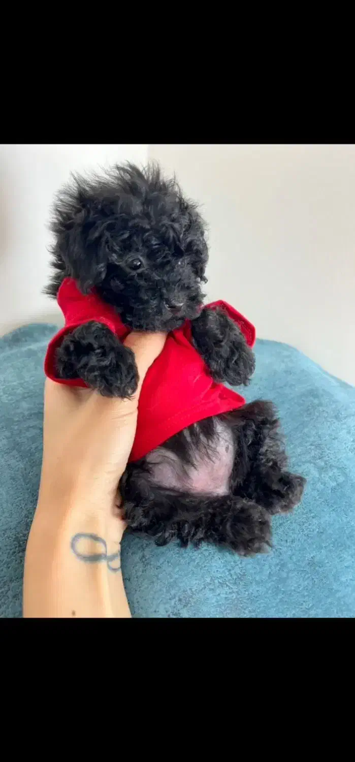 پودل مشکی ماده|سگ|تهران, جوادیه تهرانپارس|دیوار