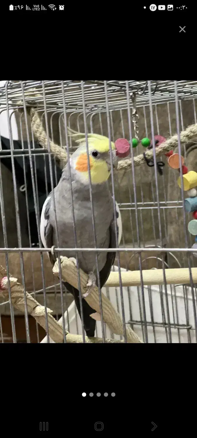 یک جفت عروس هلندی مولد|پرنده|تهران, افسریه جنوبی|دیوار