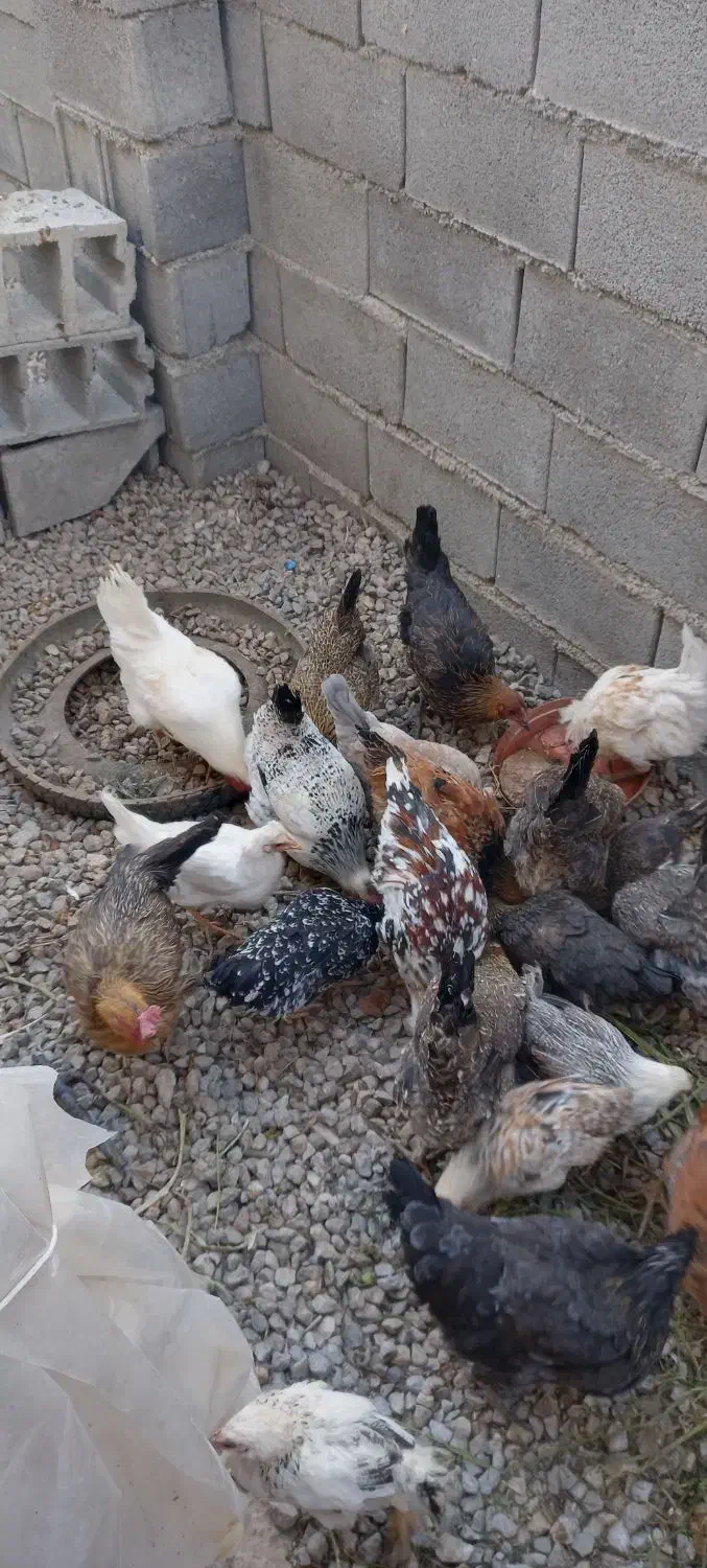 مرغ محلی|حیوانات مزرعه|سی‌سخت, |دیوار