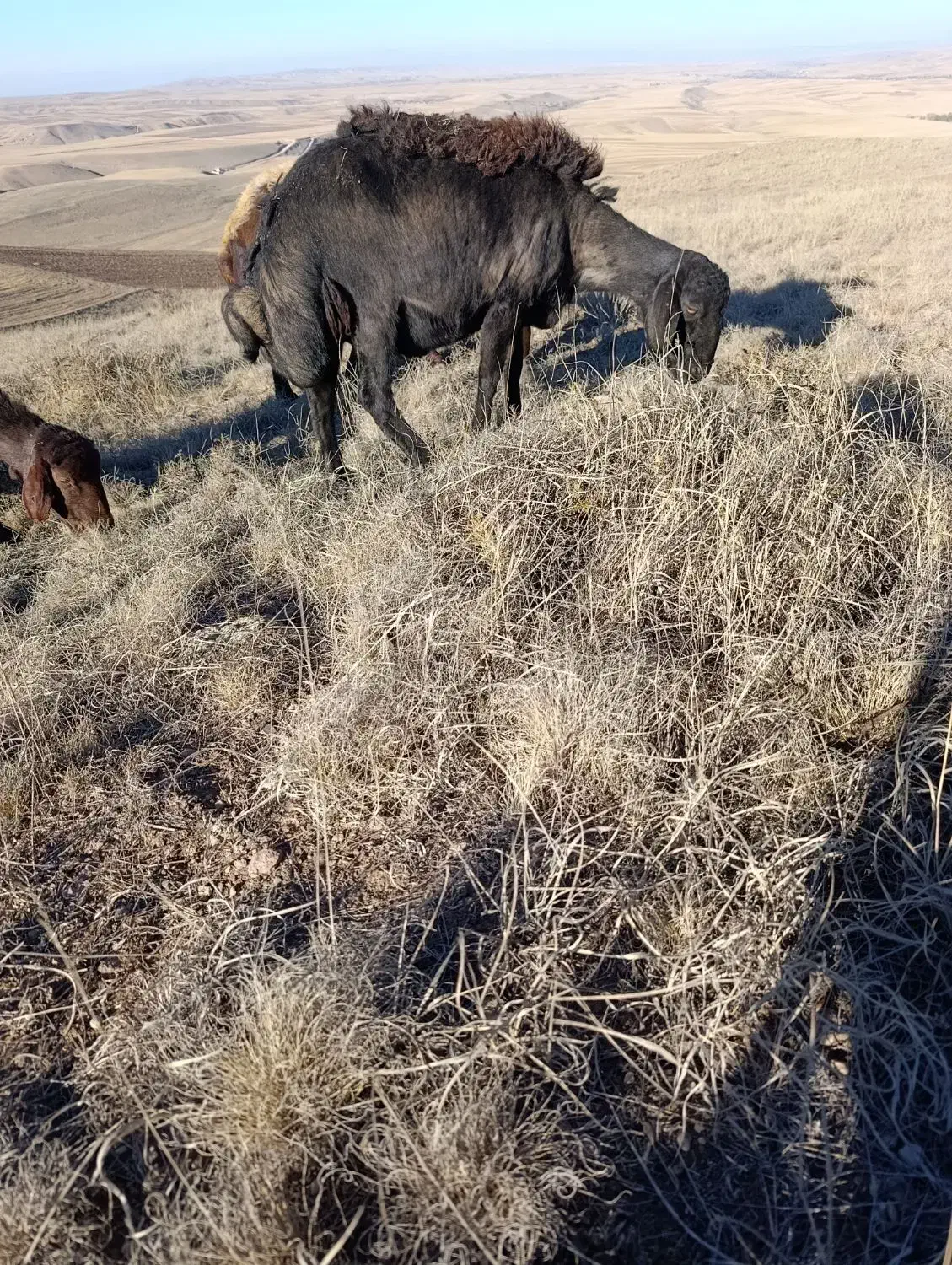 فروشسهراسگوسفندهشیشکیکراسبز|حیوانات مزرعه|کوراییم, |دیوار