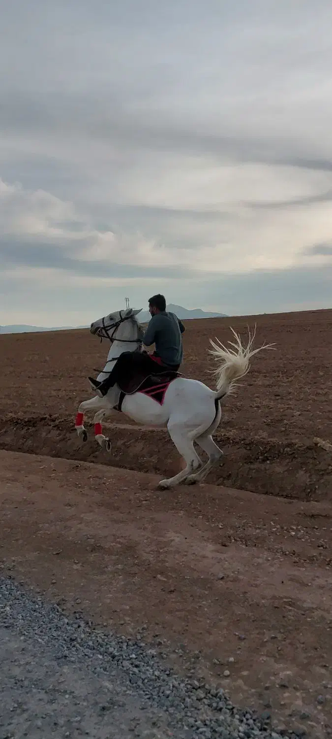 مادیان شکم‌ خالی|اسب و تجهیزات اسب‌سواری|سنندج, |دیوار