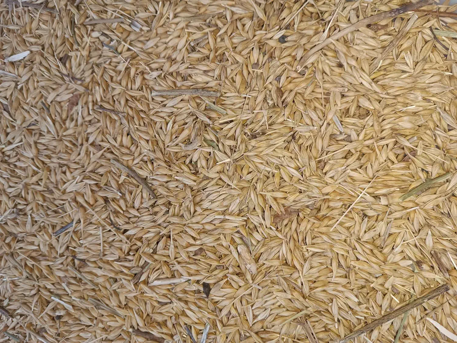 جو طارم|لوازم جانبی حیوانات|گیلوان, |دیوار