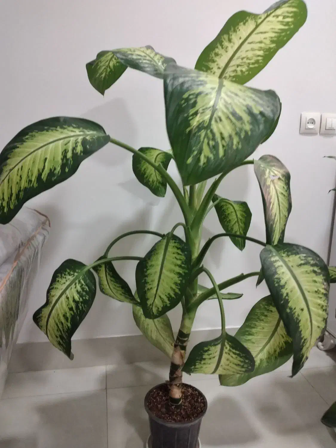 گل طبیعی سانسوریا ،یوگا،دیفن،|گل و گیاه طبیعی|دهلران, |دیوار