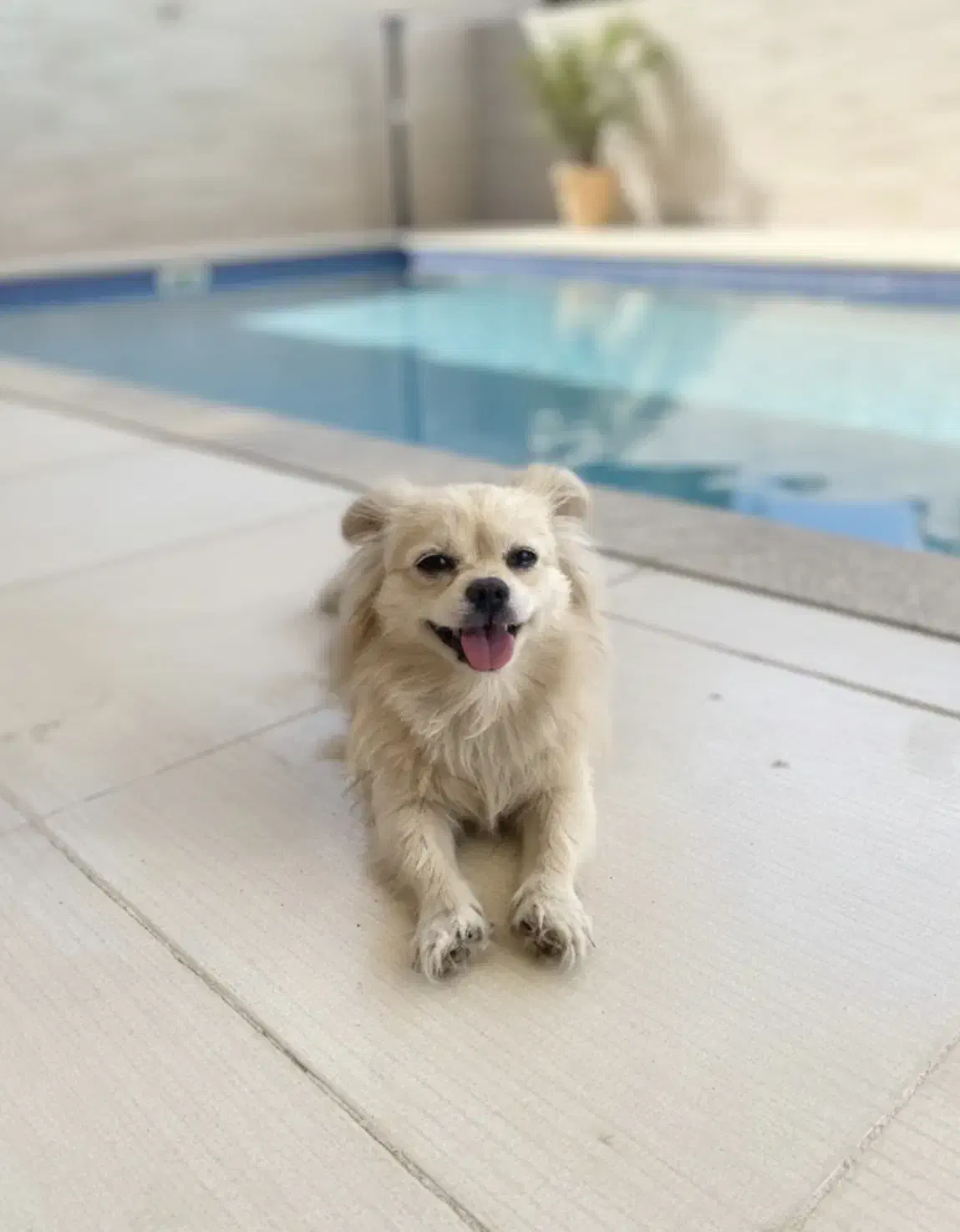 سگ چی واوا|سگ|سرپل ذهاب, |دیوار