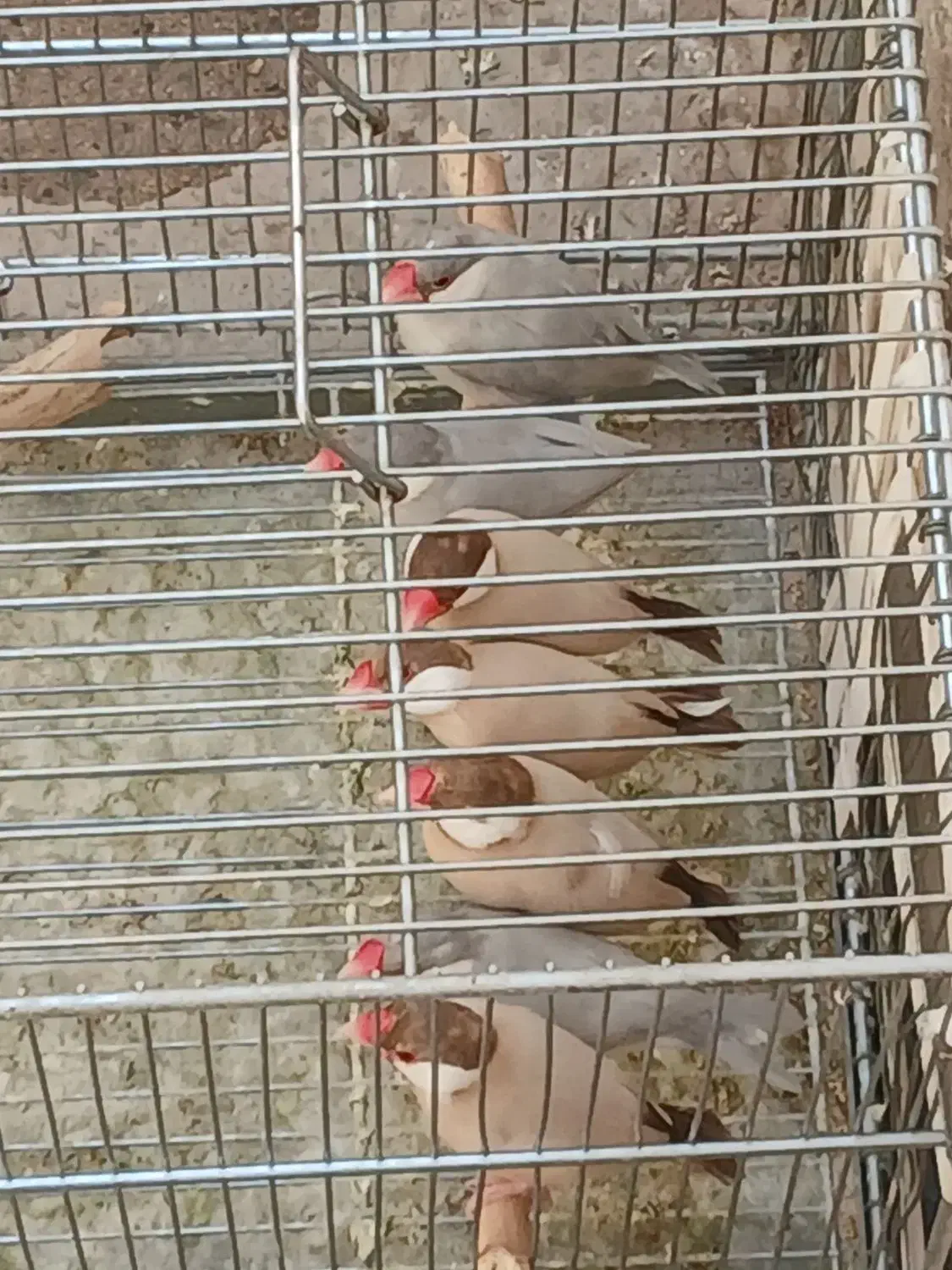 فنچ نرگسی شکلاتی ۲ جفت زیر قیمت|پرنده|تهران, استاد معین|دیوار