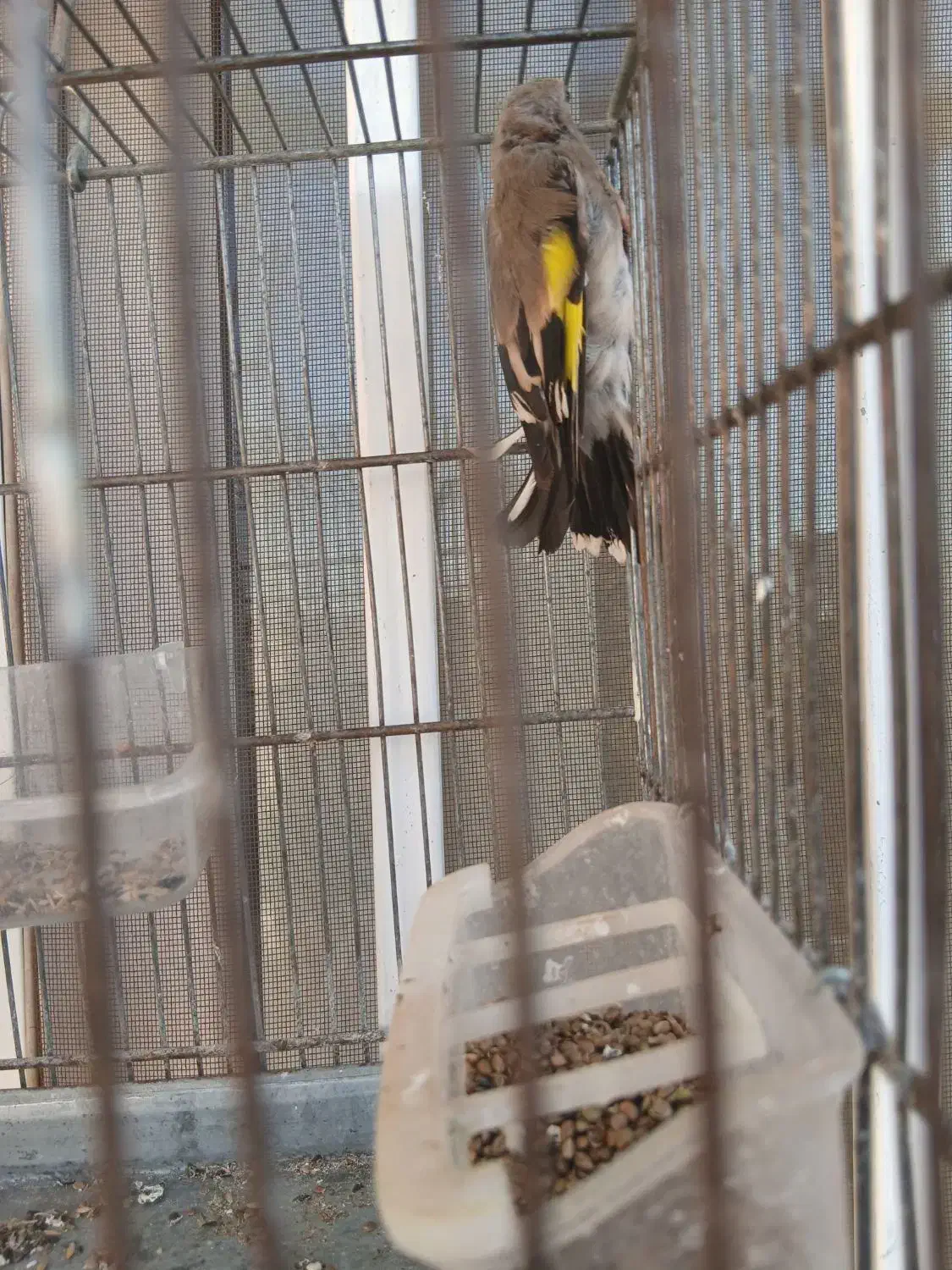 دوتا سهره کرمونی ویک رسمی بخون|پرنده|هشتگرد, هشتگرد قدیم|دیوار