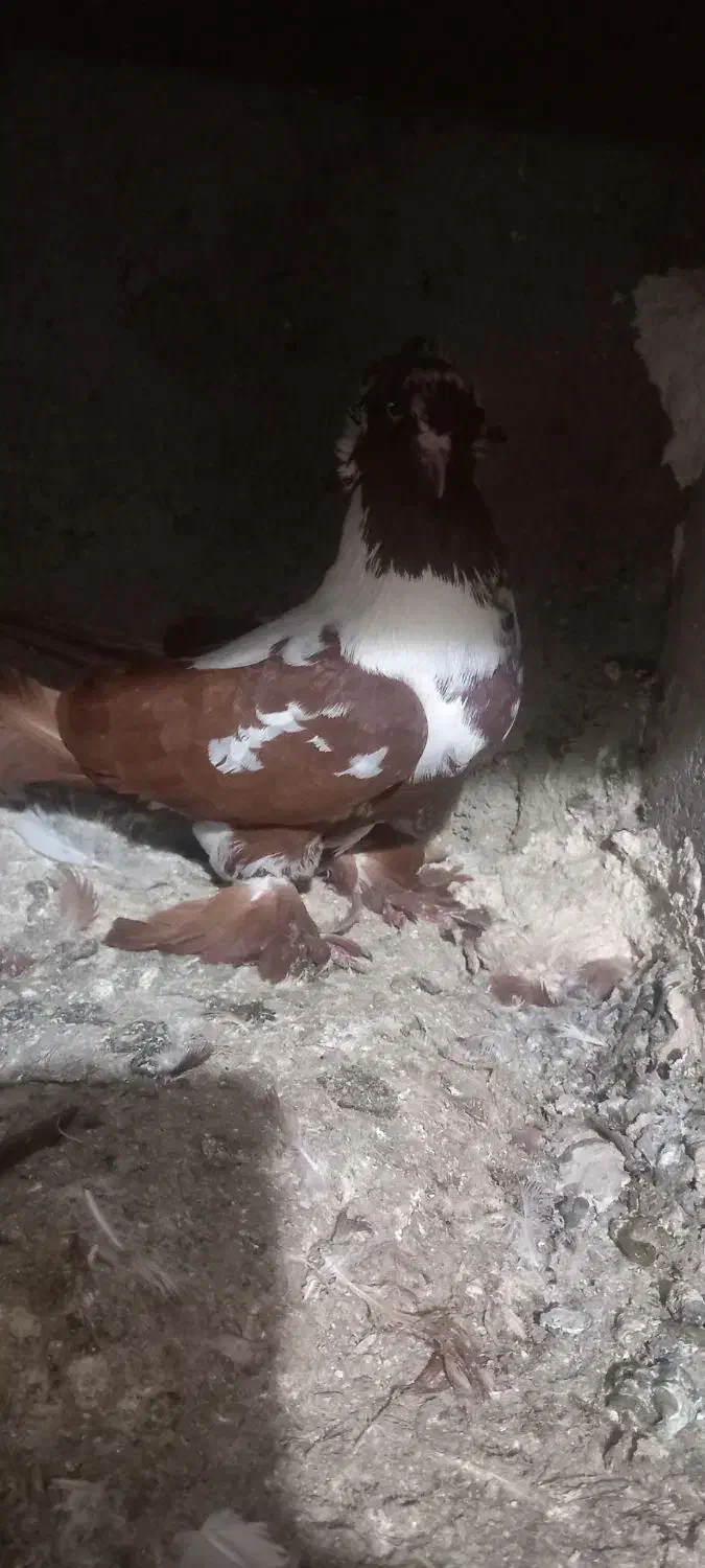 جوجه ککیلی ومادرش|پرنده|اردبیل, |دیوار