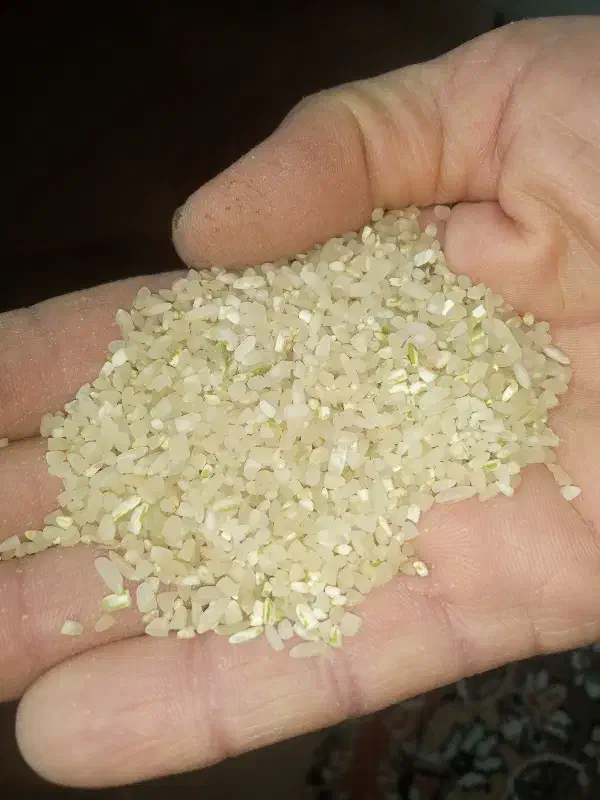 نیم دانه برنج کامفیروزی|خوردنی و آشامیدنی|مرودشت, ثبت احوال|دیوار