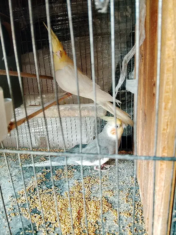 عروس هلندی مولد فقط 1400|پرنده|اسلام‌شهر, شهرک امام حسین (میان آباد)|دیوار