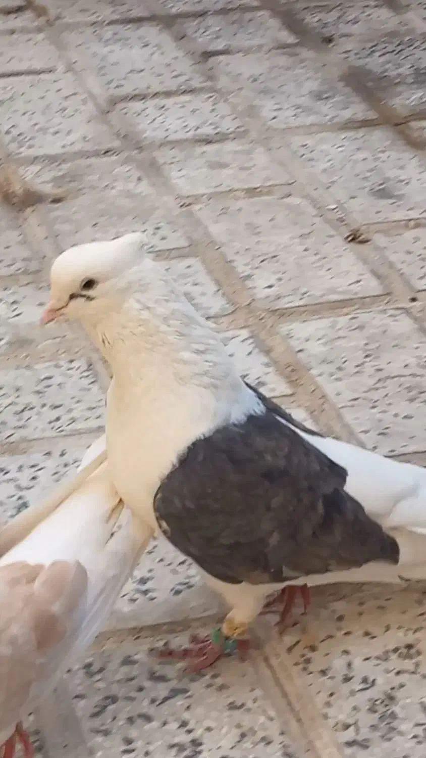 کبوتر دوبالی نر و ماده|پرنده|تاکستان, |دیوار