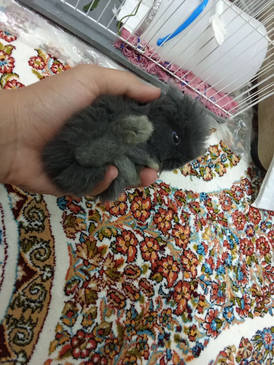 خرگوش لوپ اصل|موش و خرگوش|تربتحیدریه, شهرک ولیعصر|دیوار