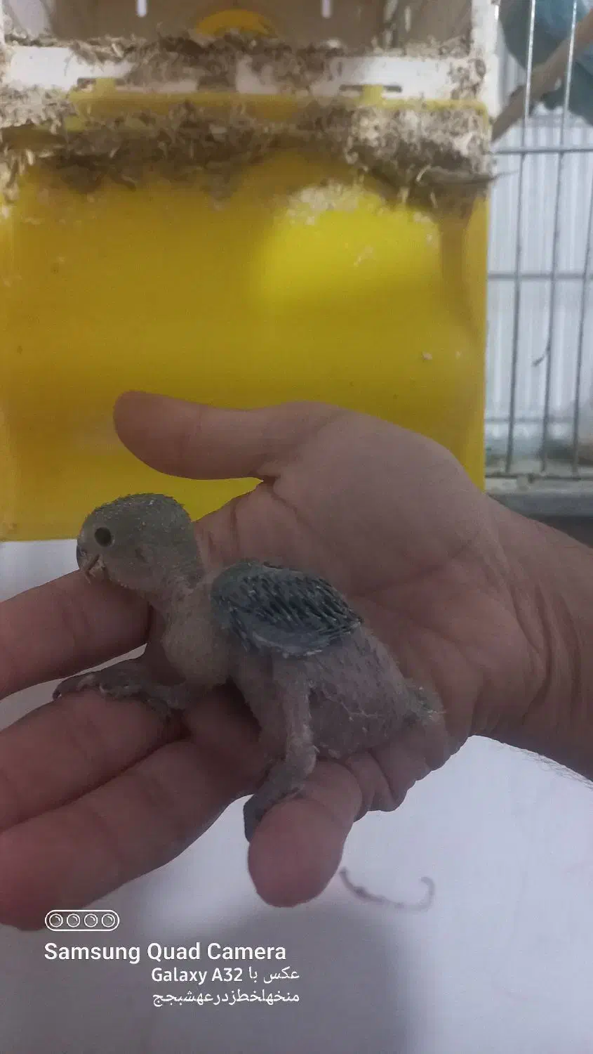 طوطی برزیلی جوجه|پرنده|بندر ماهشهر, |دیوار