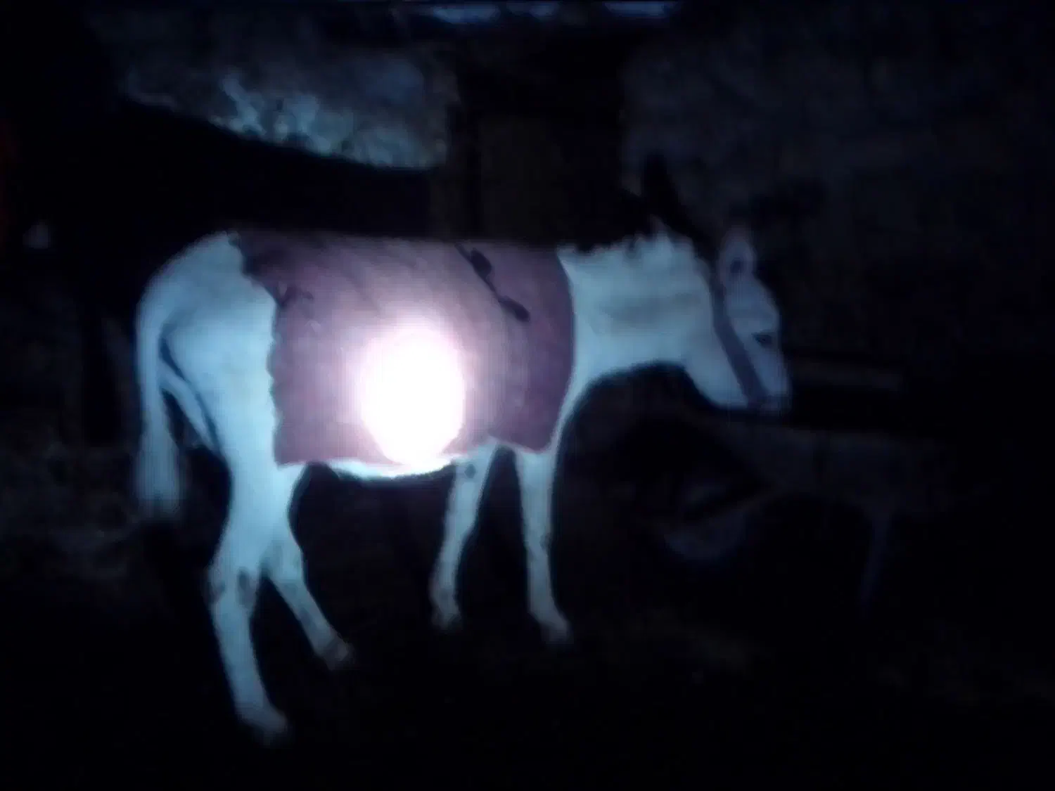 خر جوان|حیوانات مزرعه|خرمآباد, |دیوار