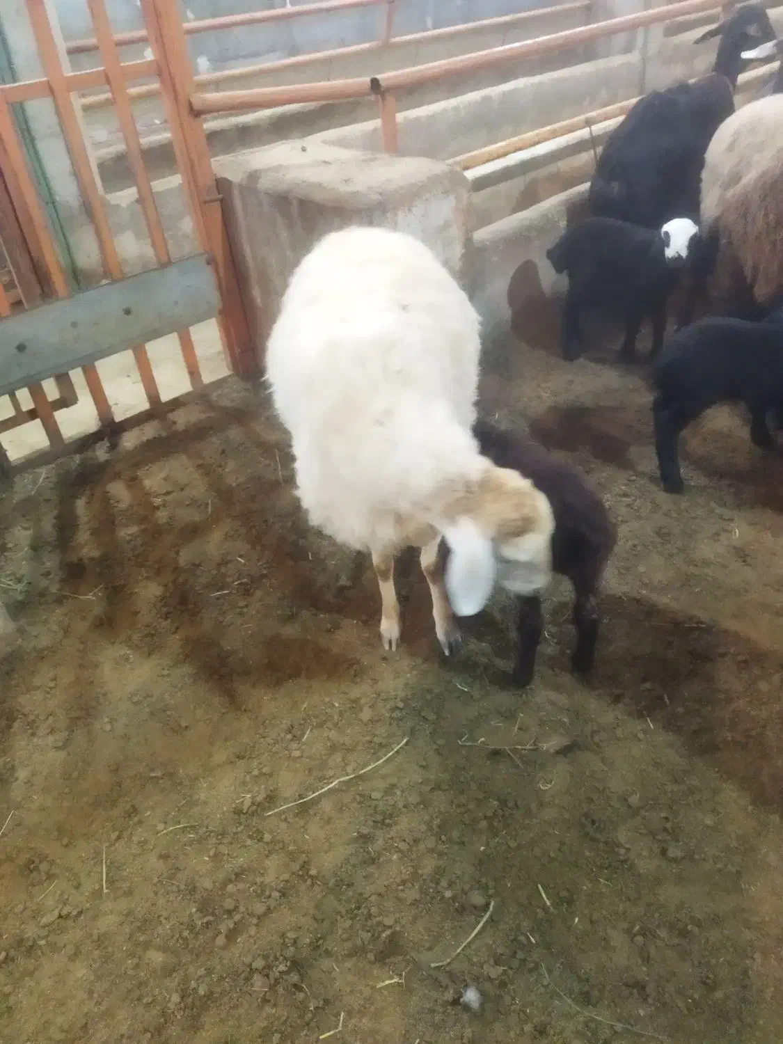 گوسفند مغانی جوان|حیوانات مزرعه|اردبیل, |دیوار