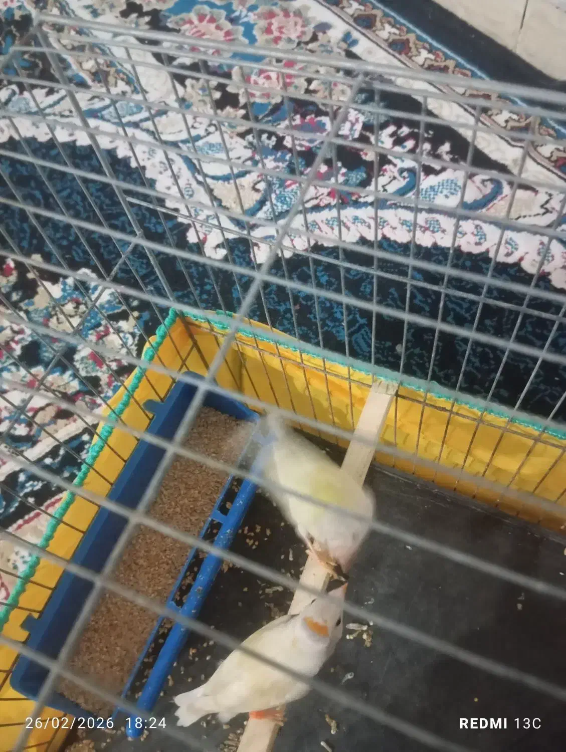 فنچ گلدن|پرنده|بندرعباس, |دیوار