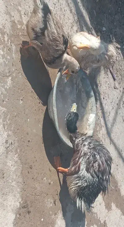 اردک|حیوانات مزرعه|یزد, |دیوار