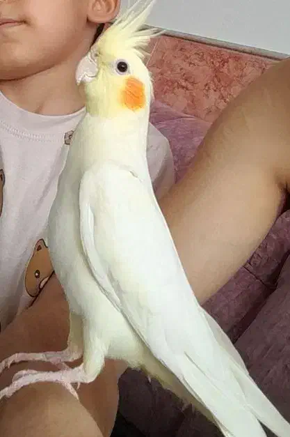 جوجه 60روزه که کلا با سرلاک بزرگش کردم|پرنده|ساوه, |دیوار