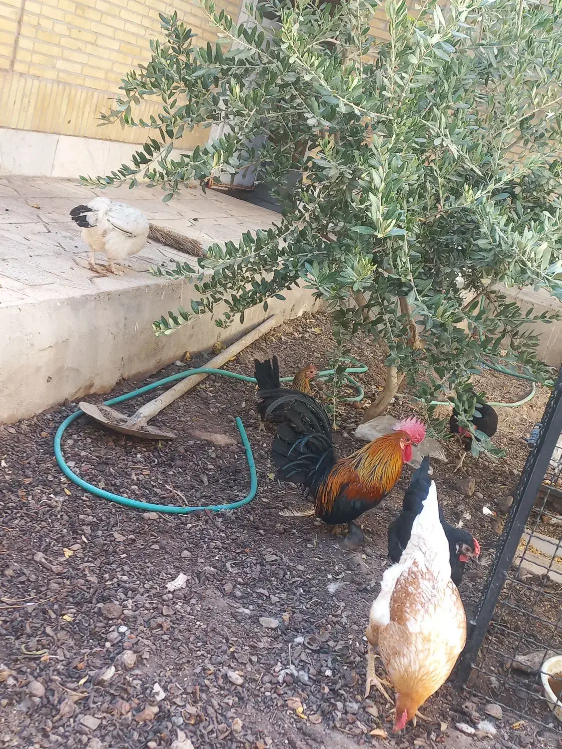 مرغ و خروس رسمی|حیوانات مزرعه|یزد, |دیوار