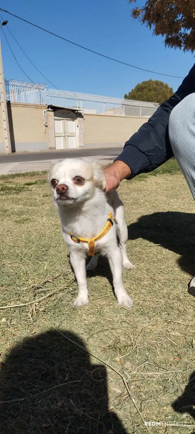 سگ چی واوا جهت کشش|سگ|رفسنجان, |دیوار