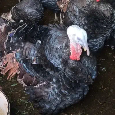 بوقلمون  محلی|حیوانات مزرعه|شیروان (خراسان), |دیوار