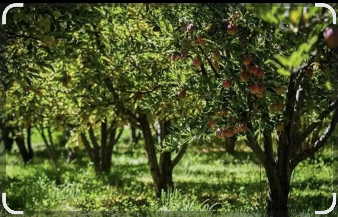 ۶۰۰متر باغچه ۶۰متر بنا|فروش خانه و ویلا|رباطکریم, انجم آباد|دیوار