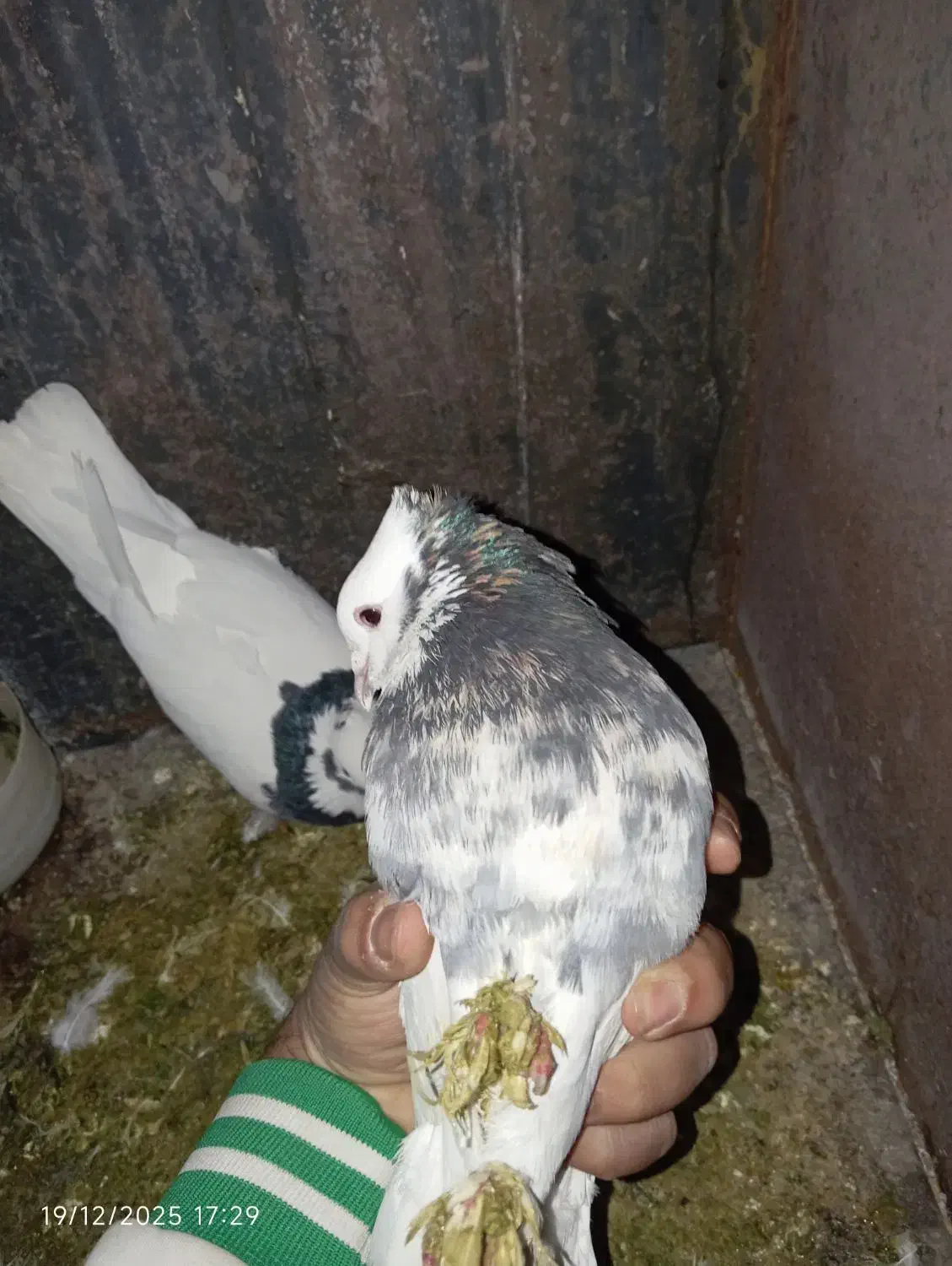 جفت طوقی شازده ای|پرنده|شیراز, جوادیه|دیوار