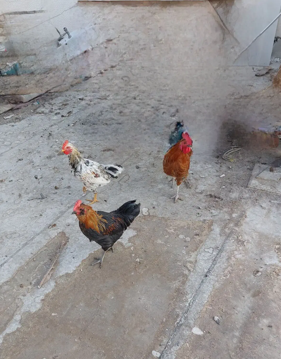 خروس|حیوانات مزرعه|اصفهان, شاهد|دیوار